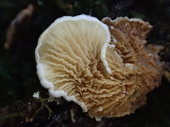 Pseudomerulius curtisii