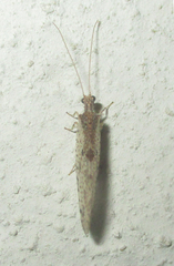 Micromus africanus