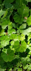 Hydrocotyle nepalensis