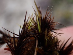 Campylopus atrovirens