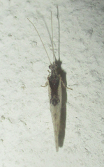 Micromus africanus