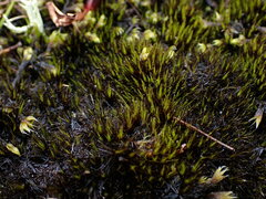 Campylopus atrovirens