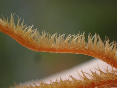 Herbertus dicranus