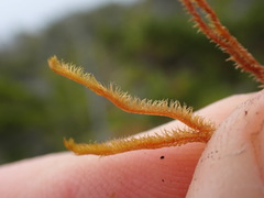 Herbertus dicranus