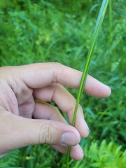 Carex baileyi