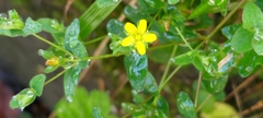 Hypericum taihezanense