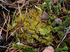 Sphagnum compactum