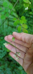 Thalictrum urbainii