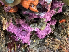 Stylantheca papillosa