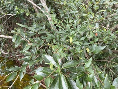 Photinia parvifolia