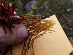 Herbertus dicranus
