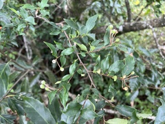 Photinia parvifolia