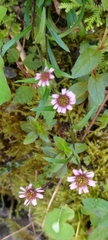 Erigeron morrisonensis fukuyamae