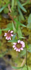 Erigeron morrisonensis fukuyamae