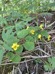 Viola biflora