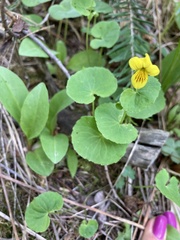 Viola biflora