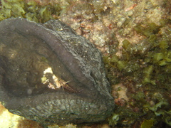Psammocinia