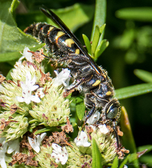 Myzinum obscurum