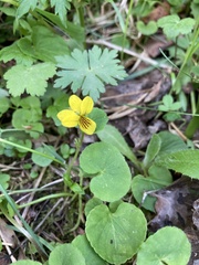 Viola biflora