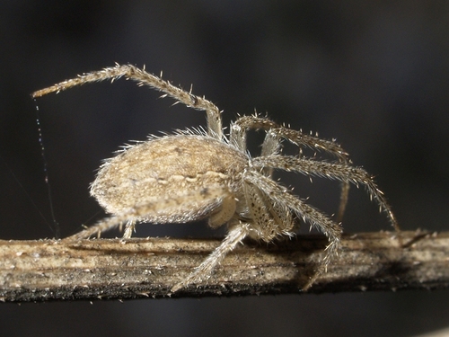 Larinia lineata
