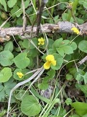 Viola biflora