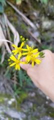 Senecio taitungensis