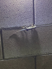 Sceloporus occidentalis
