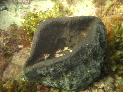 Psammocinia