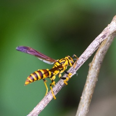 Polistes cubensis