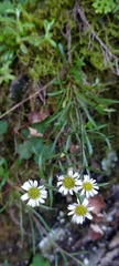 Erigeron morrisonensis