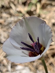 Calochortus invenustus