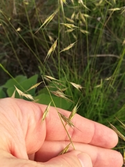 Bouteloua repens