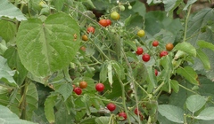 Solanum pimpinellifolium