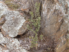 Cheilanthes lasiophylla