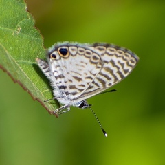 Leptotes cassius theonus