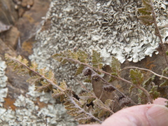 Cheilanthes lasiophylla