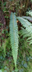 Polystichum nepalense