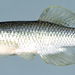 Speckled Killifish - Photo (c) Noel Burkhead, some rights reserved (CC BY-NC-SA)