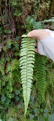 Polystichum nepalense