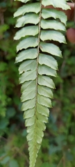 Polystichum nepalense