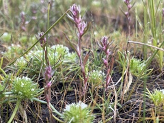 Polygonum polygaloides