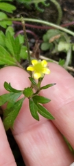 Ranunculus taisanensis