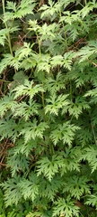 Aconitum fukutomei