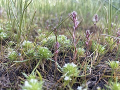 Polygonum polygaloides