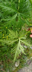 Aconitum fukutomei