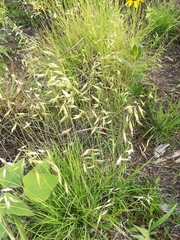 Bouteloua repens