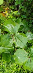 Trillium tschonoskii