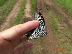 Charaxes castor