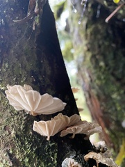 Marasmiellus alliiodorus