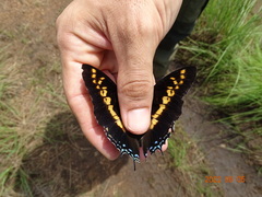 Charaxes castor